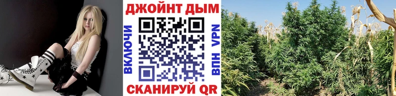 Каннабис SATIVA & INDICA Власиха
